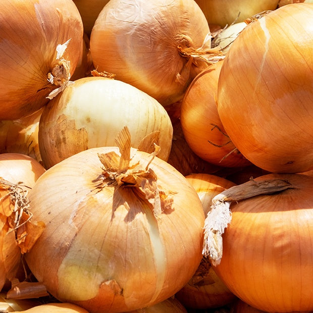 Gelbe Schalotte 'Golden Gourmet' - Willemse