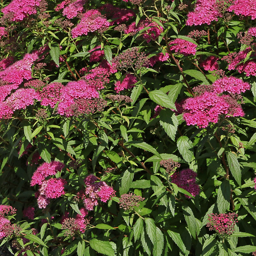Japanischer Spierstrauch 'Anthony Waterer' - Spiraea japonica Anthony Waterer - Willemse