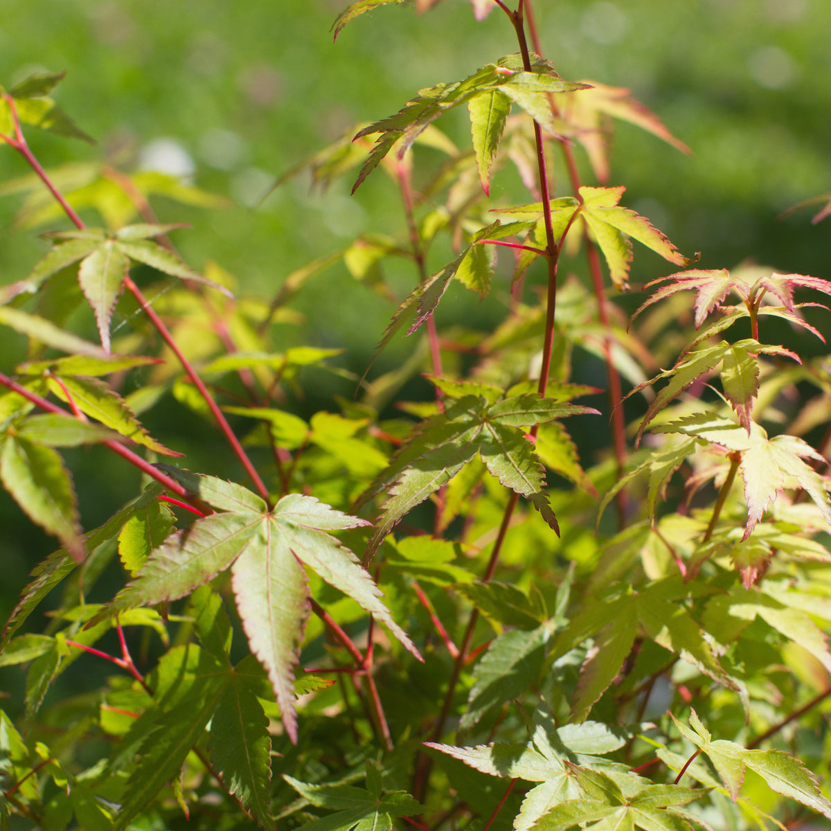 Japanischer Ahorn - Fächerahorn 'Little Princess' - Acer palmatum little princess