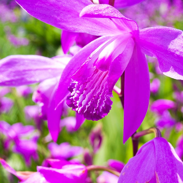 Gartenorchidee Bletilla (x2) - Bletilla striata - Willemse