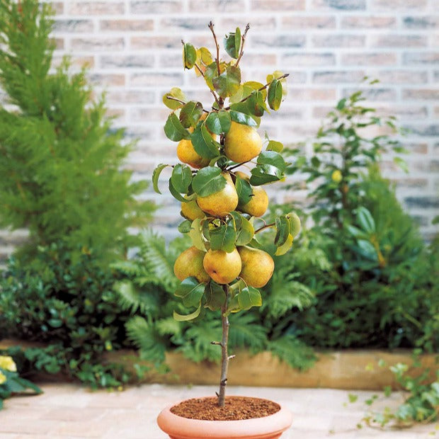 Birnbaum 'Conference' - Pyrus communis Conférence - Willemse