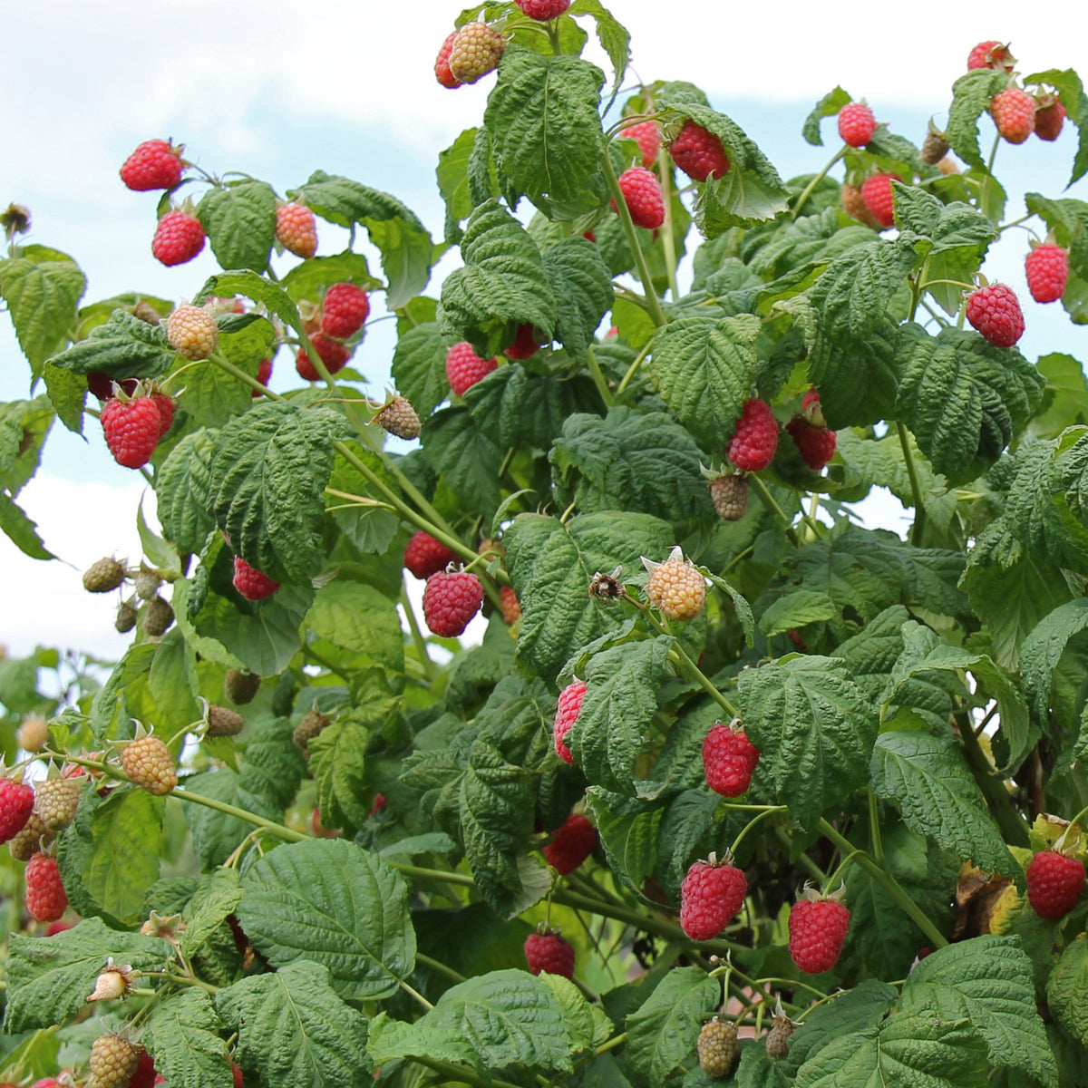 Himbeere 'Malling Promise' - Rubus idaeus Malling Promise - Willemse