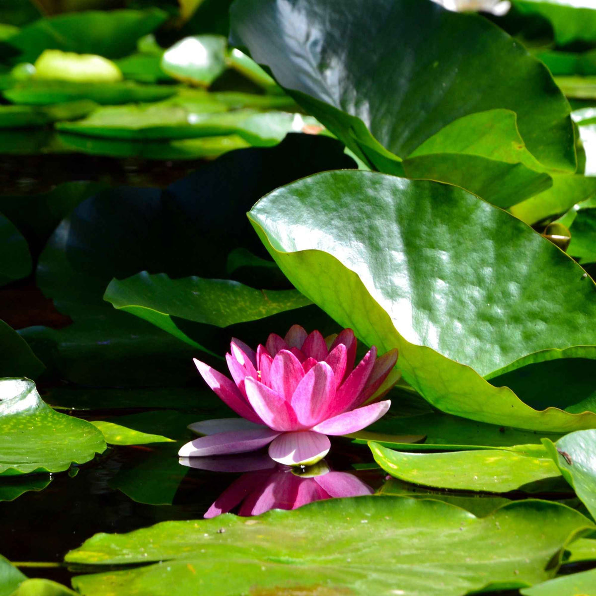 Seerose 'James Brydon' - Willemse