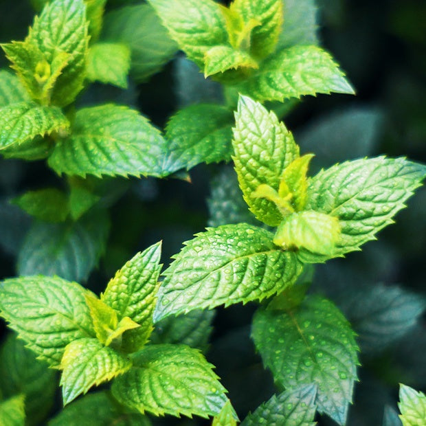 Grüne Minze - Mentha spicata crispa