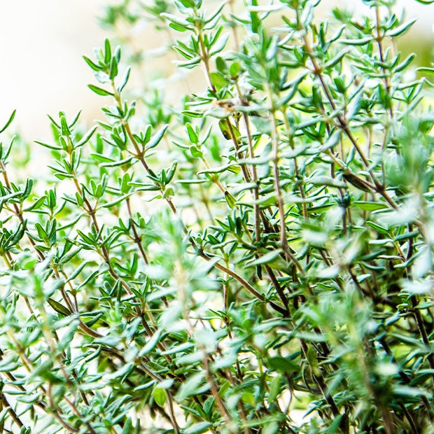 Thymian - Thymian Thymus vulgaris - Thymus vulgaris