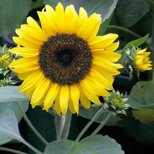 Sonnenblume 'Sunspot' - Helianthus annuus Sunspot - Willemse