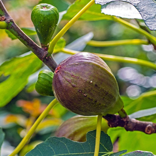 Verkauf Feigenbaum 'Brown Turkey' - Ficus carica brown turkey