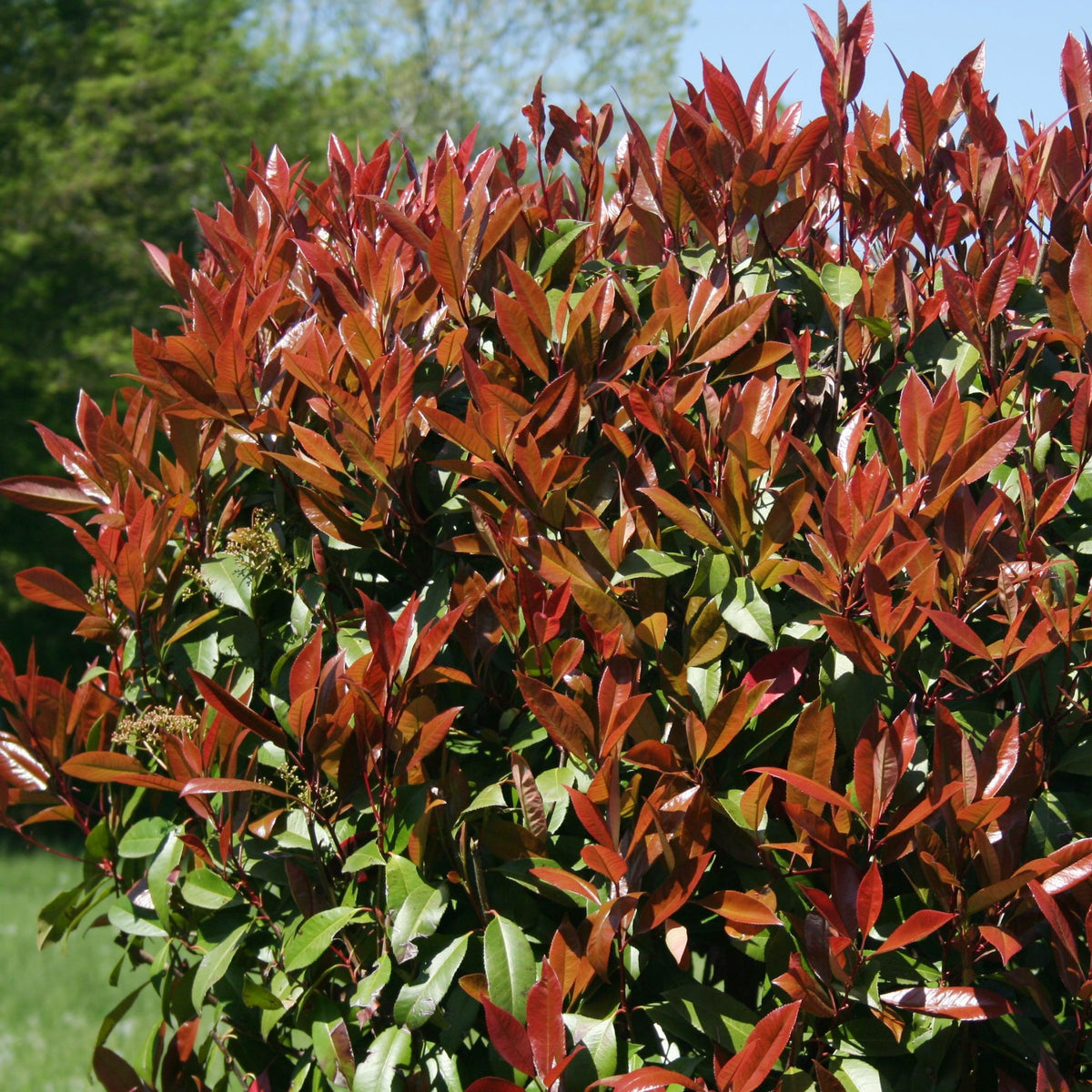 Sammlung Frühlingshecke (x 4) - Photinia, Forsythia, Spireae Grefsheim , Chaneomeles - Willemse