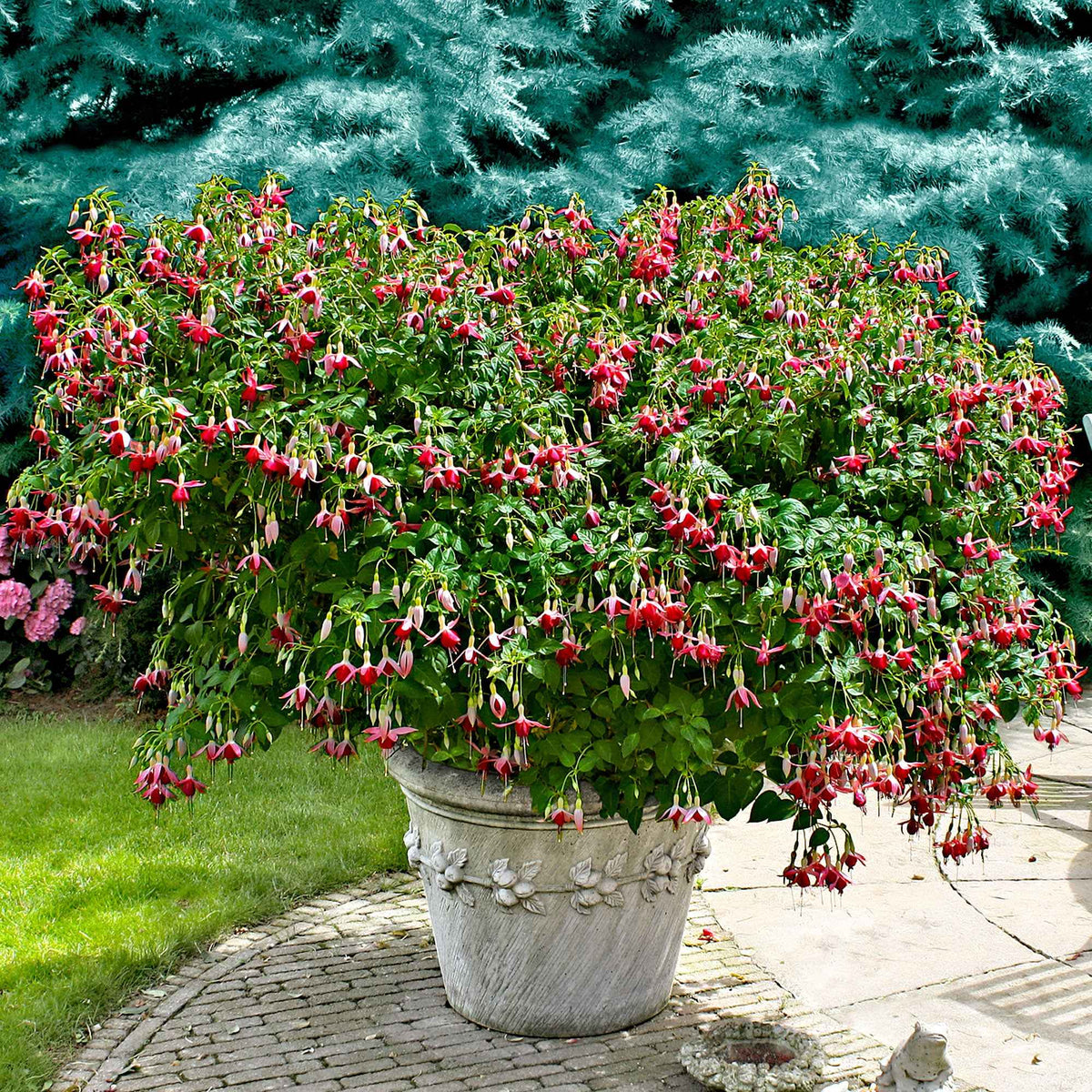 Fuchsia 'Celia Smedley' (x3) - Fuchsia Celia Smedley - Willemse