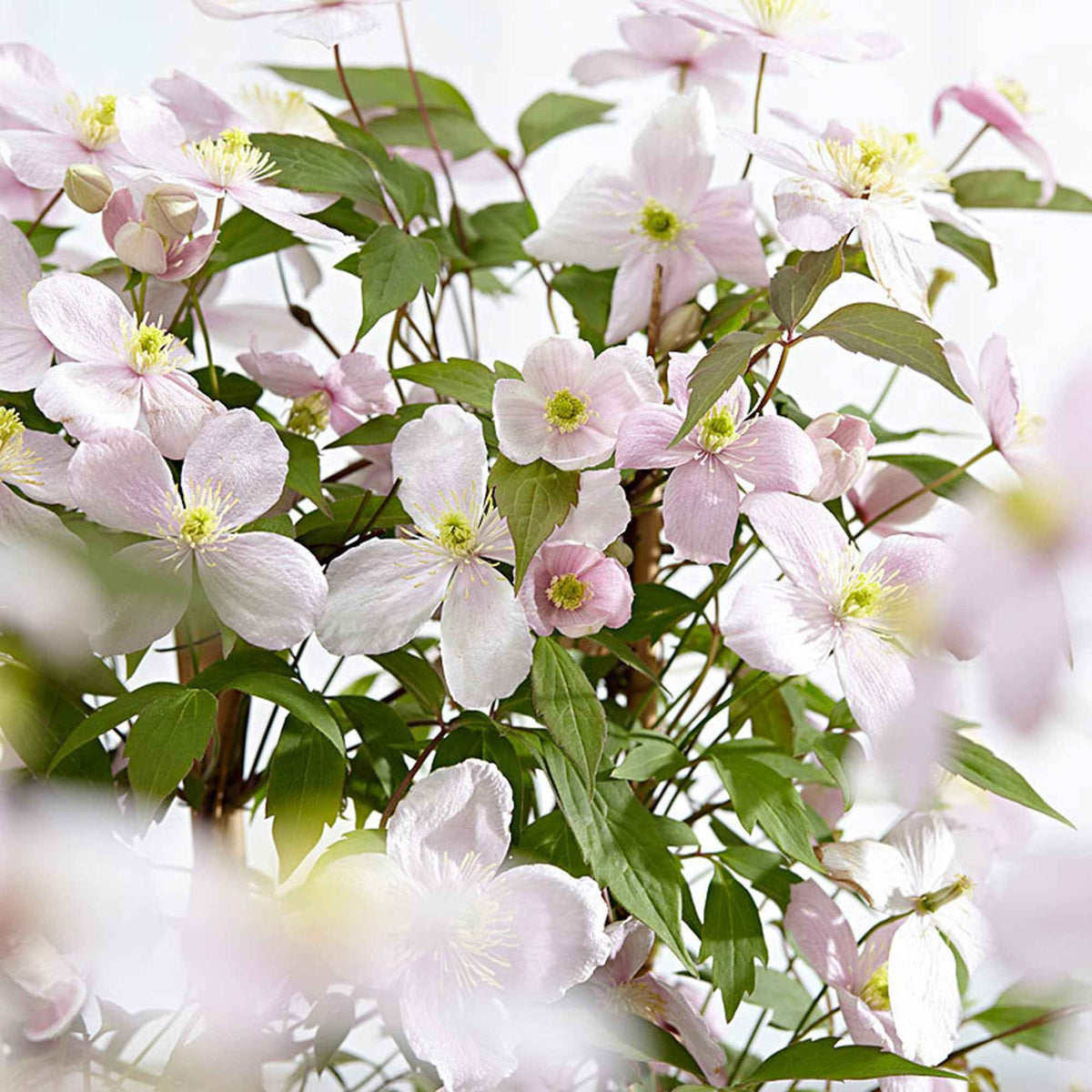 Waldrebe 'Rubens' - Clematis montana Rubens - Willemse