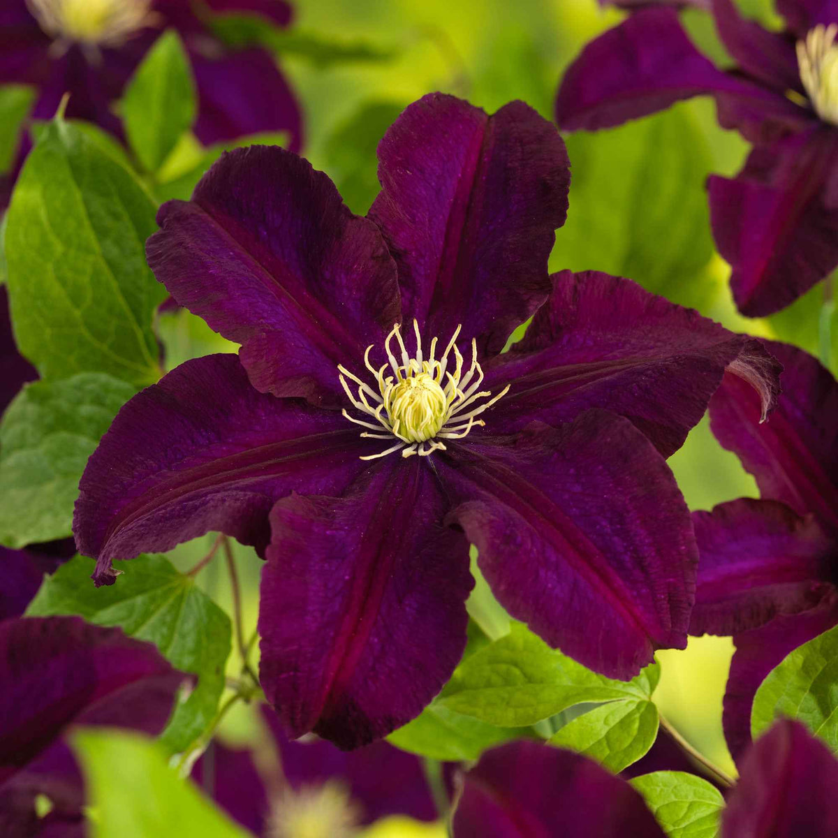 Waldrebe 'Warszawska Nike' - Clematis Warszawska Nike - Willemse