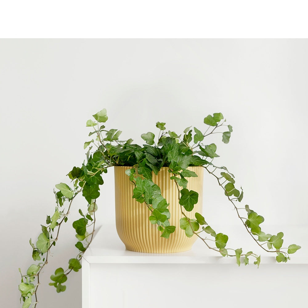 Efeu 'Wonder' - Hedera helix wonder