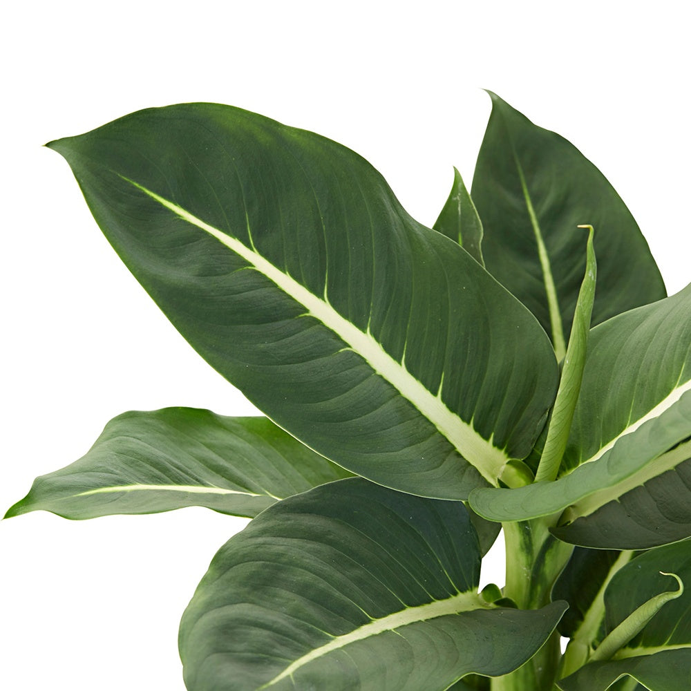 Dieffenbachie 'Green Magic' - Dieffenbachia green magic