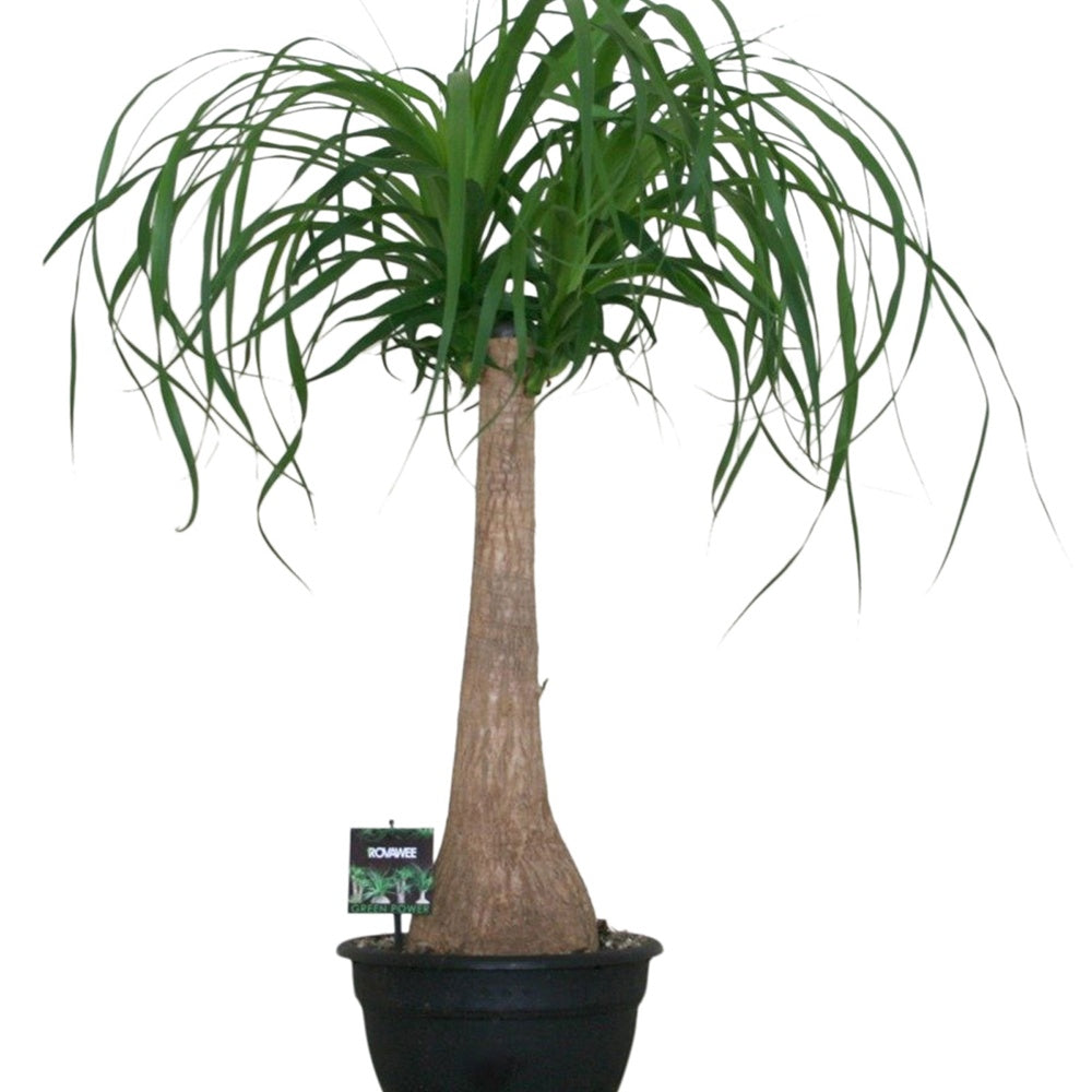 Elefantenfuß - Beaucarnea recurvata