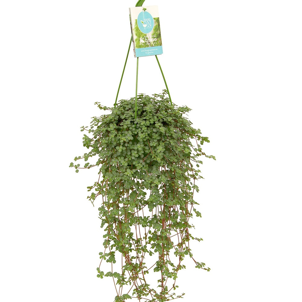 Pilea glaucophylla - Kanonierblume - Grüne Zimmerpflanzen