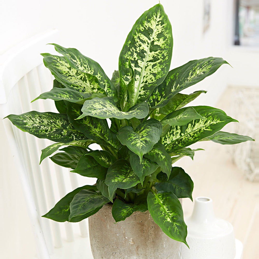 Dieffenbachie 'Compacta' - Dieffenbachia compacta