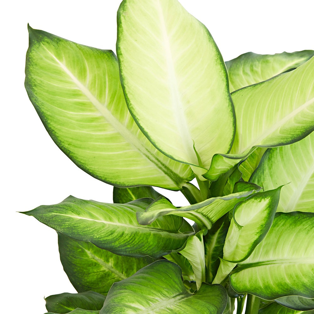 Dieffenbachie 'Summer Style' - Dieffenbachia summer style