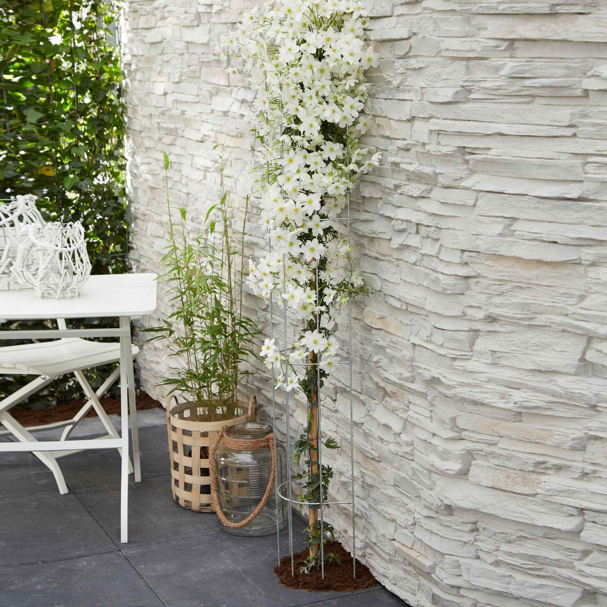 Waldrebe 'Avalanche' - Willemse