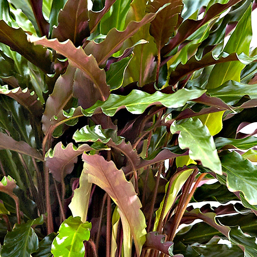 Korbmarante 'Elger Grass' - Calathea rufibarba elger grass