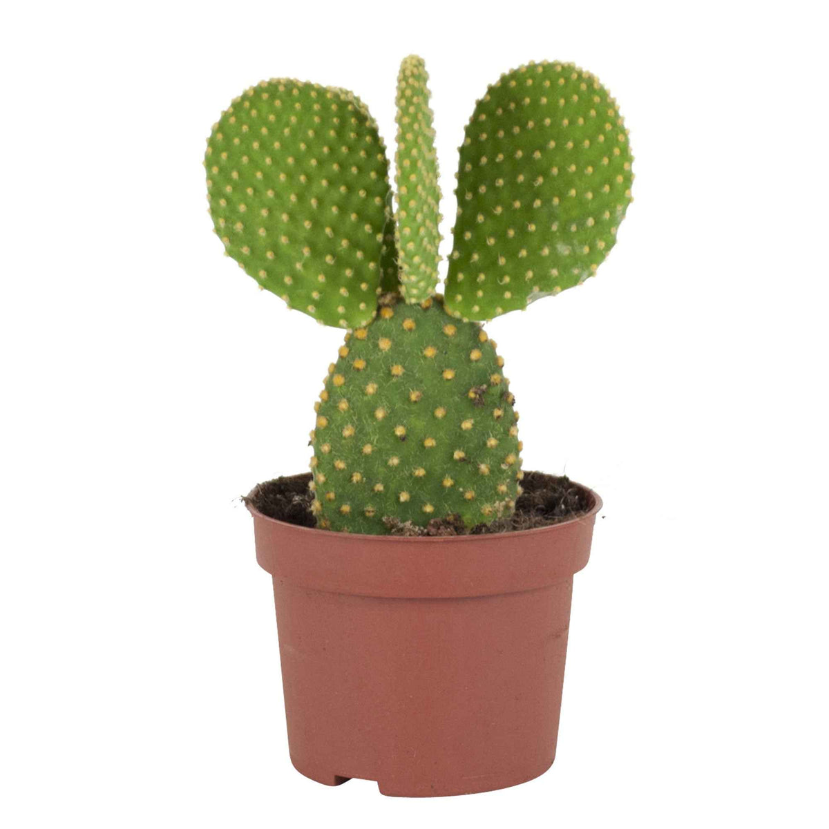 Opuntia microdasys - Scheibenkaktus Opuntia microdays - Kaktus und fette Pflanze