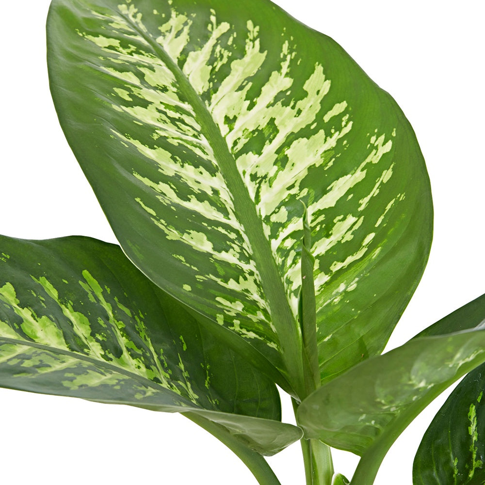 Dieffenbachie 'Tropic Snow' - Dieffenbachia tropic snow