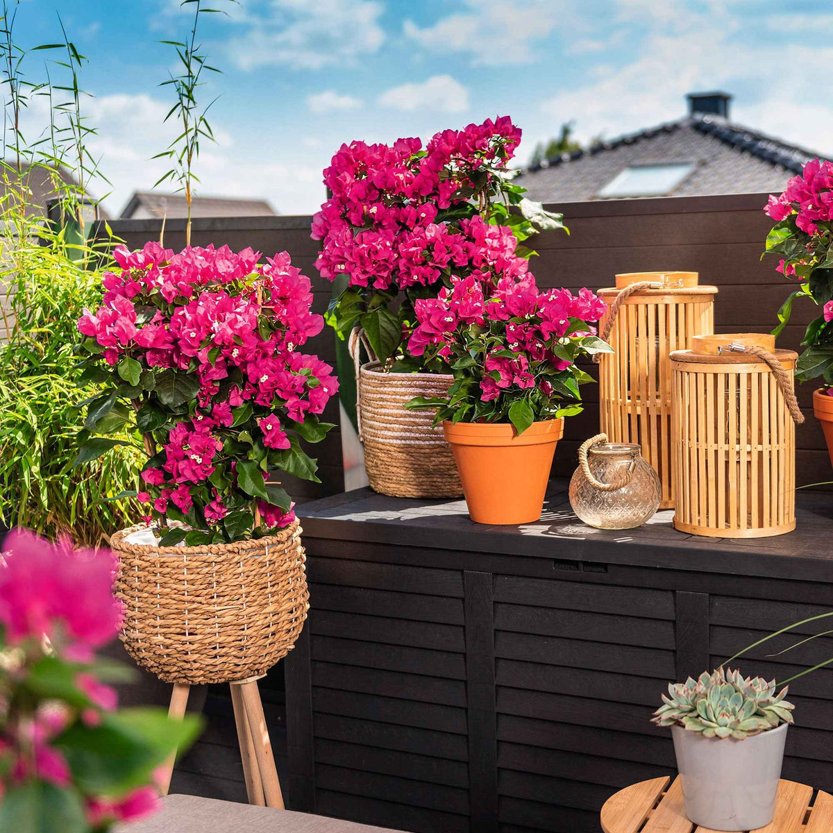 Bougainvillea ‘Vera Deep Purple’ - Willemse