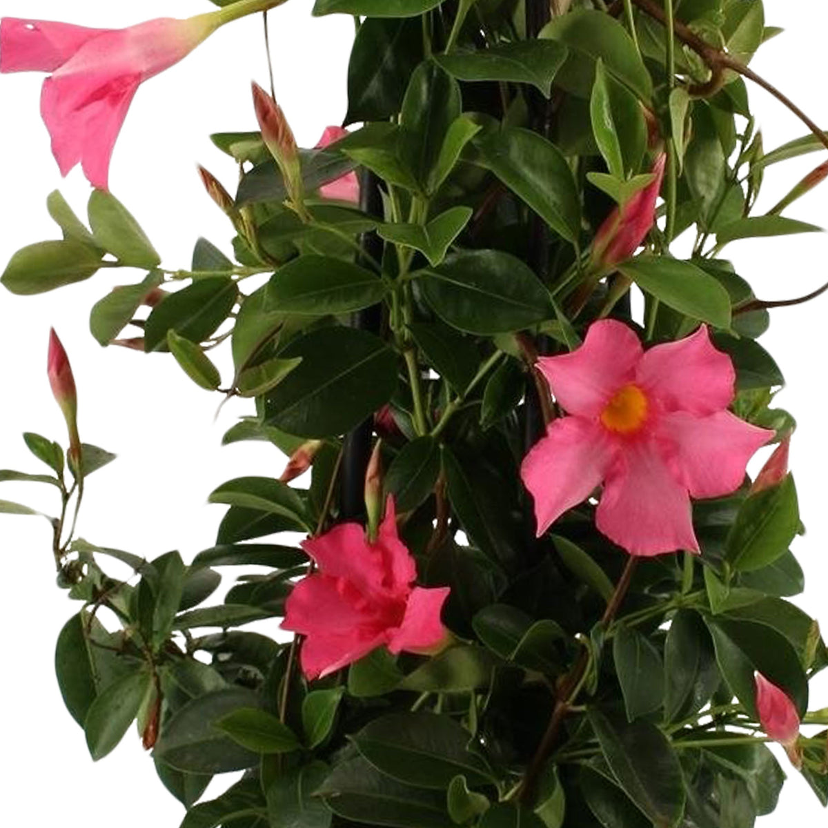 Dipladenie rosa - Mandevilla - Chilenischer Jasmin - Mandevilla laxa
