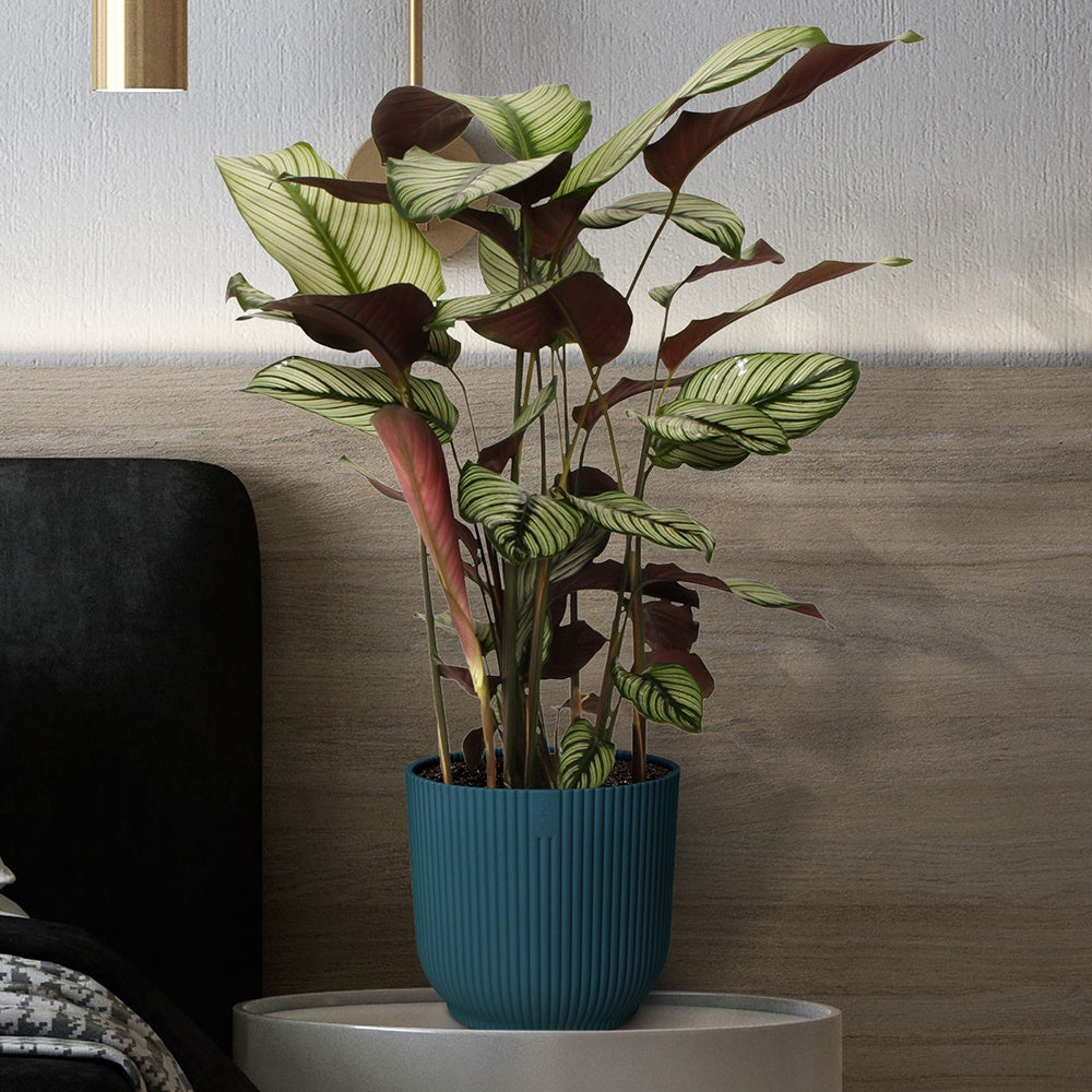 Korbmarante 'White Star' - Calathea white star