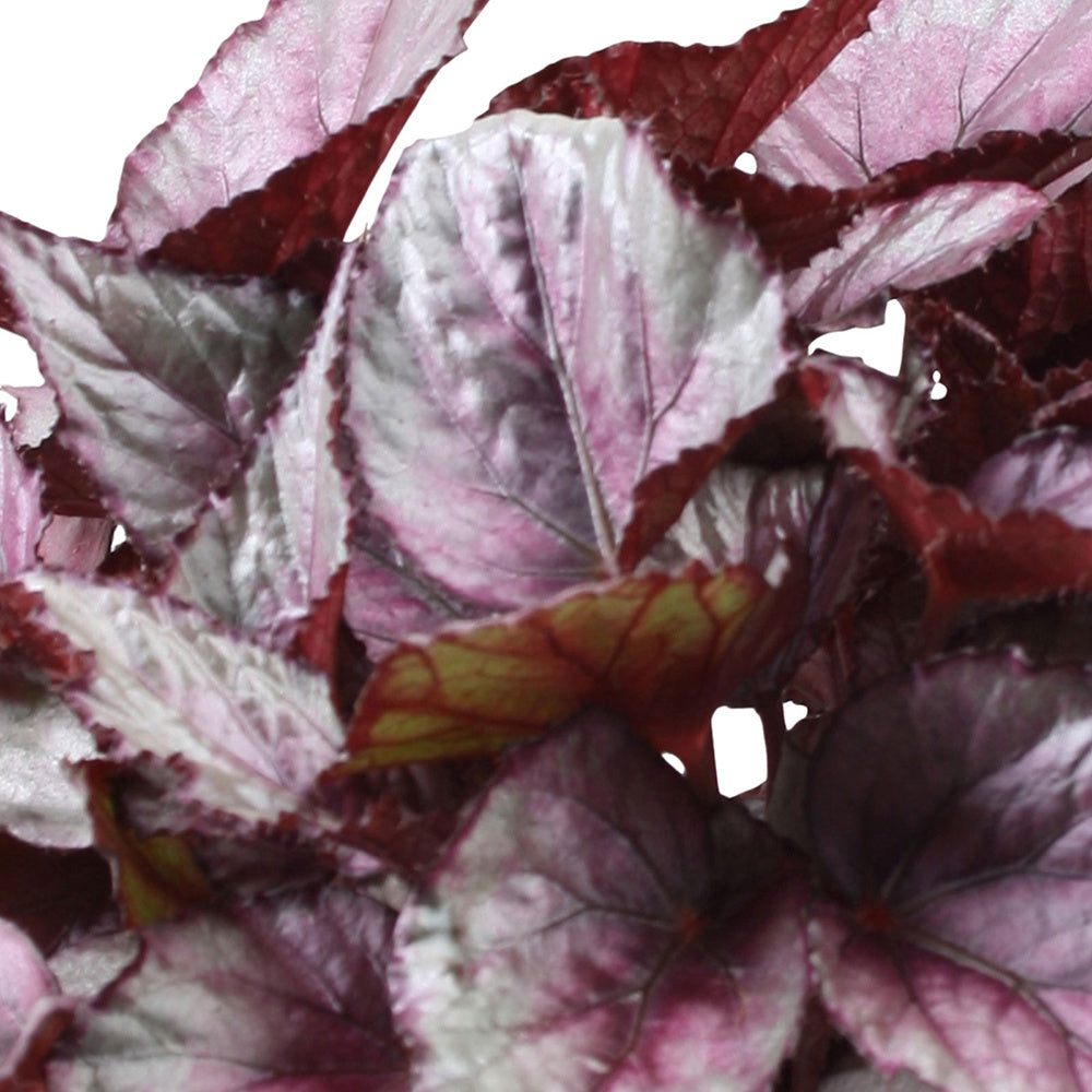 Blattbegonie 'Maori Haze' - Begonia beleaf maori haze