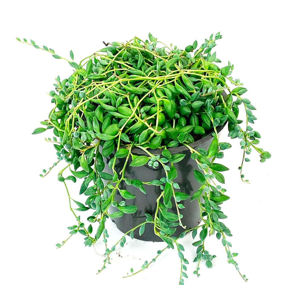 Erbsenpflanze Senecio herreianus - Hängepflanze - Senecio herreianus compositae