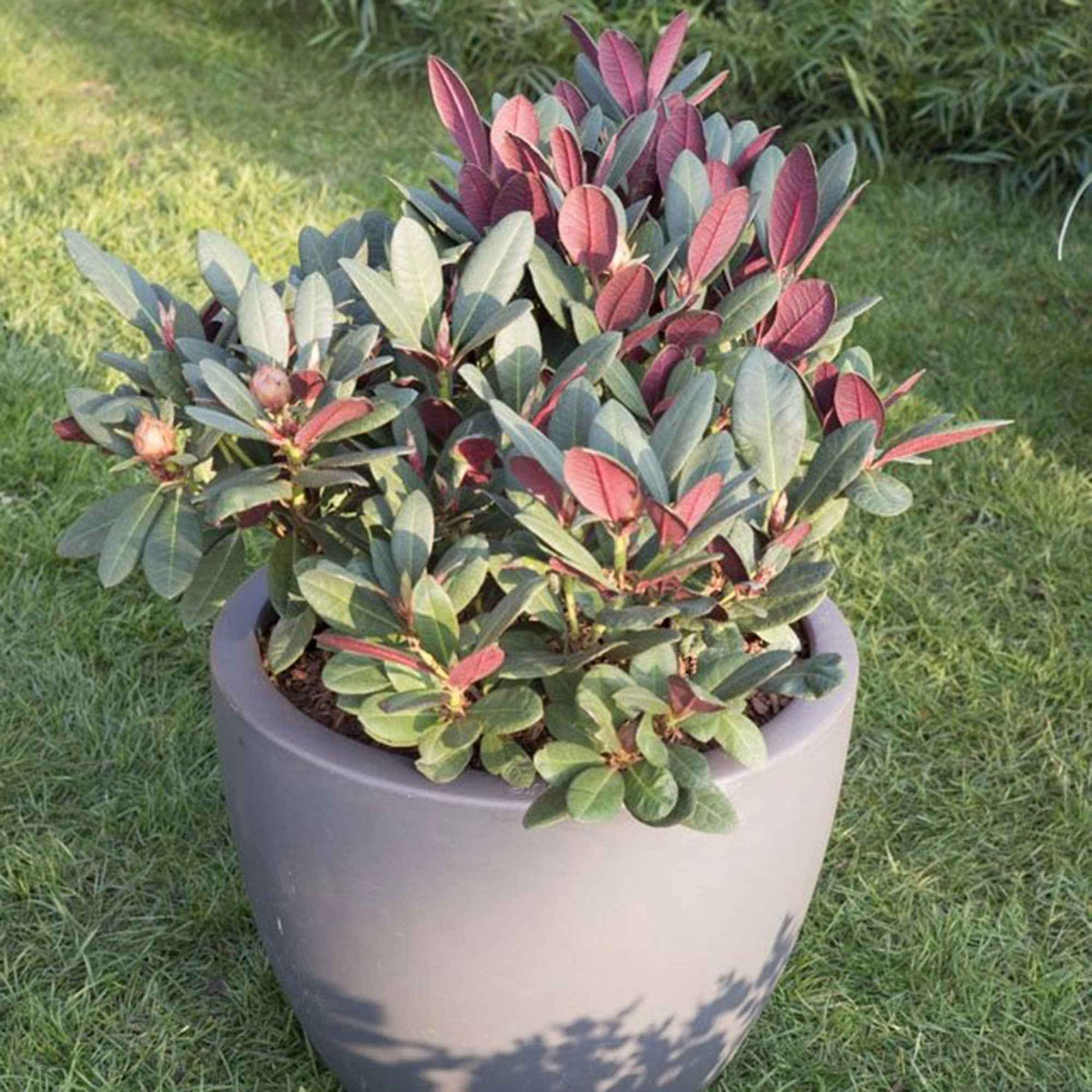 Rhododendron 'Wine & Roses' - Rhododendron Wine & Roses - Willemse