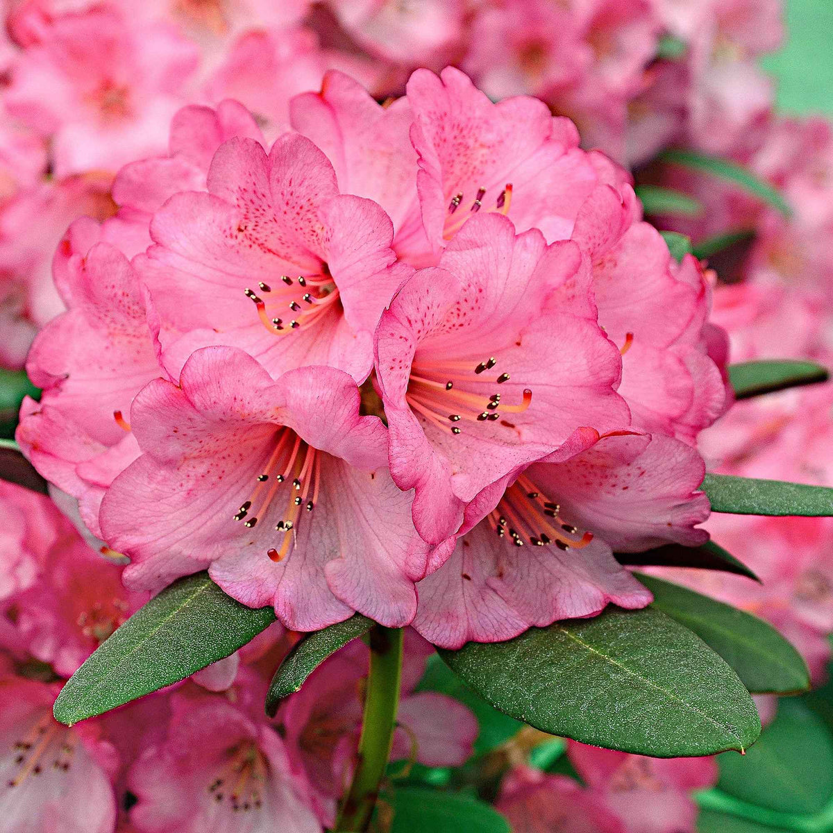Rhododendron 'Wine & Roses' - Rhododendron Wine & Roses - Willemse