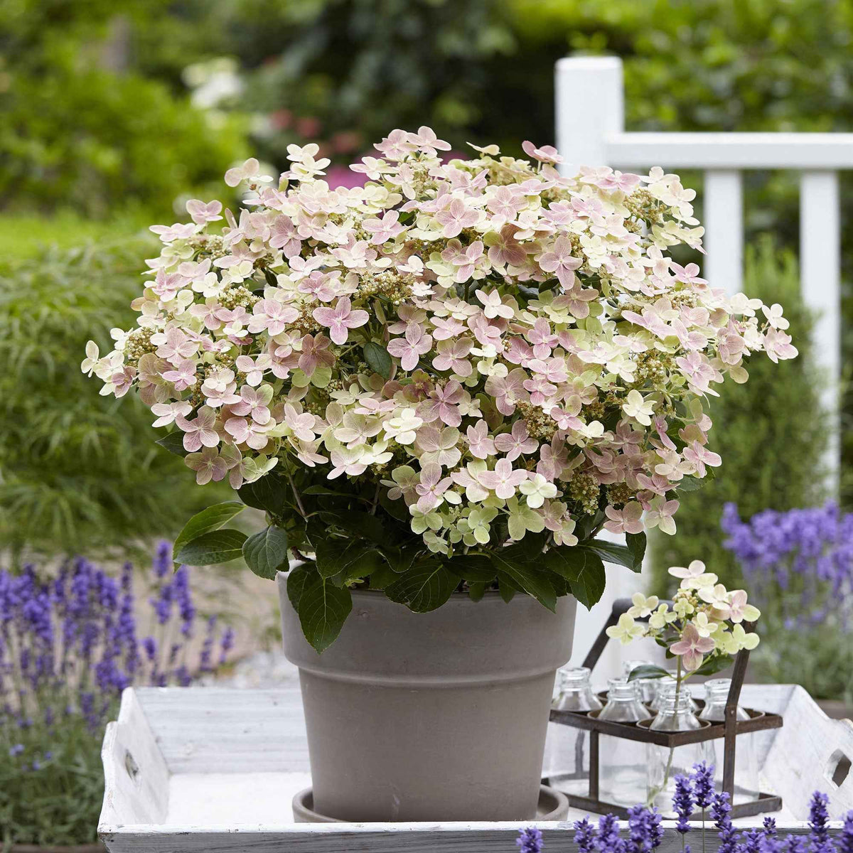 Rispenhortensie 'Switch Ophelia'® - Hydrangea paniculata 'switch ophelia'® - Willemse
