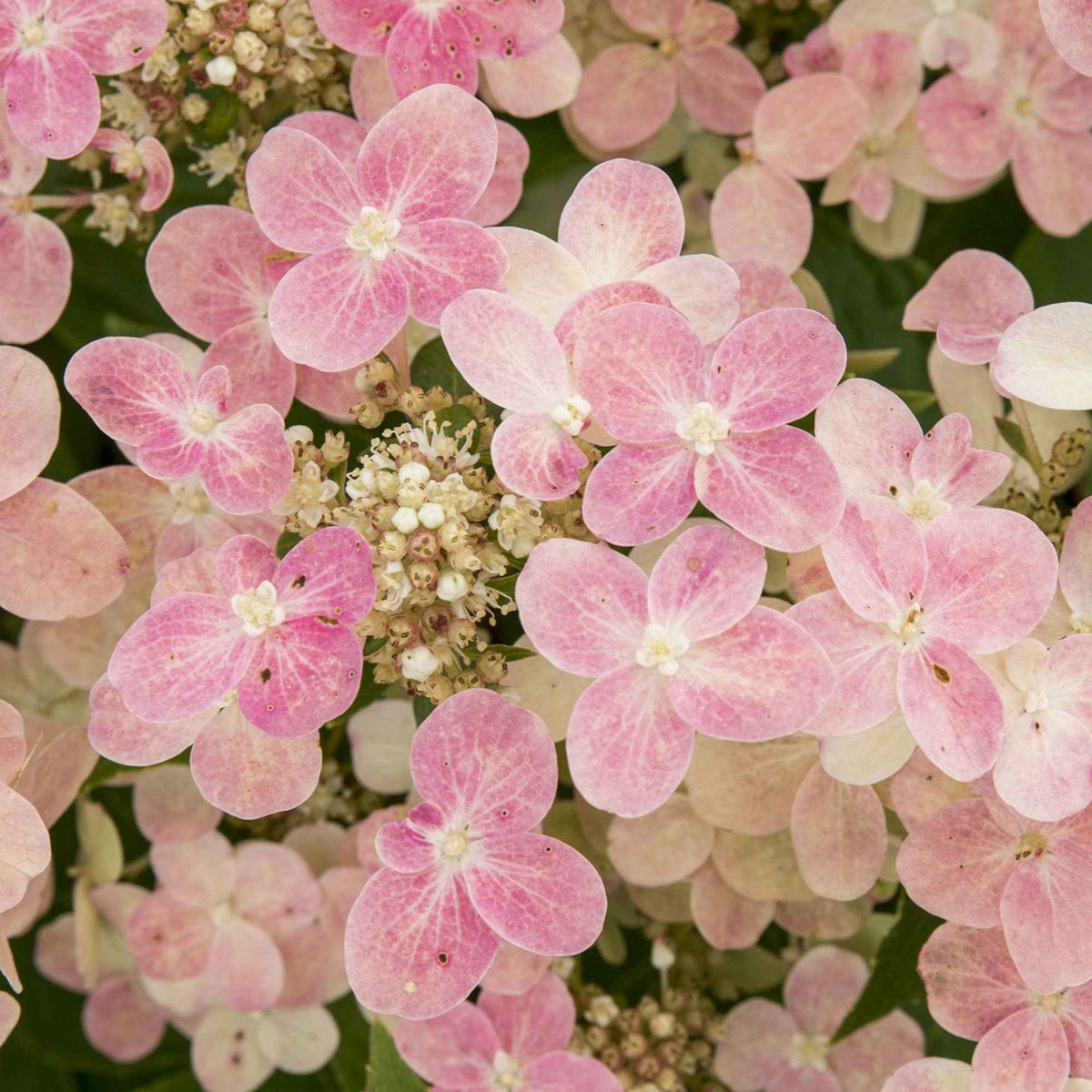 Rispenhortensie 'Switch Ophelia'® - Hydrangea paniculata 'switch ophelia'® - Willemse