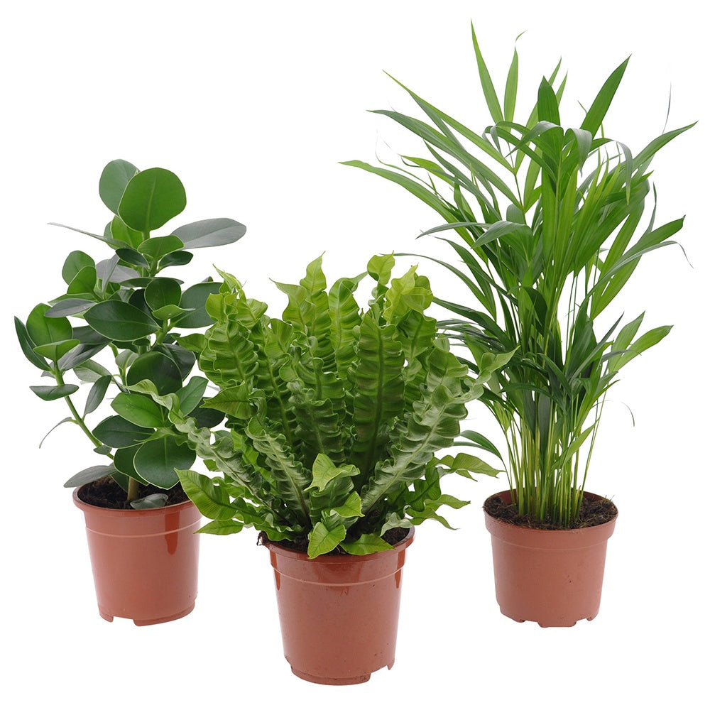 Luftreinigende Zimmerpflanzen Mischung (x3) - Clusia, Asplenium 'Crispy Wave', Dypsis