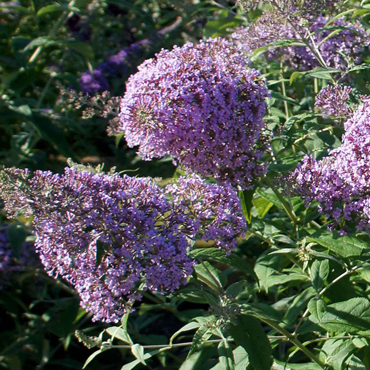 Schmetterlingsflieder 'Gulliver' - Buddleja davidii 'gulliver' - Willemse