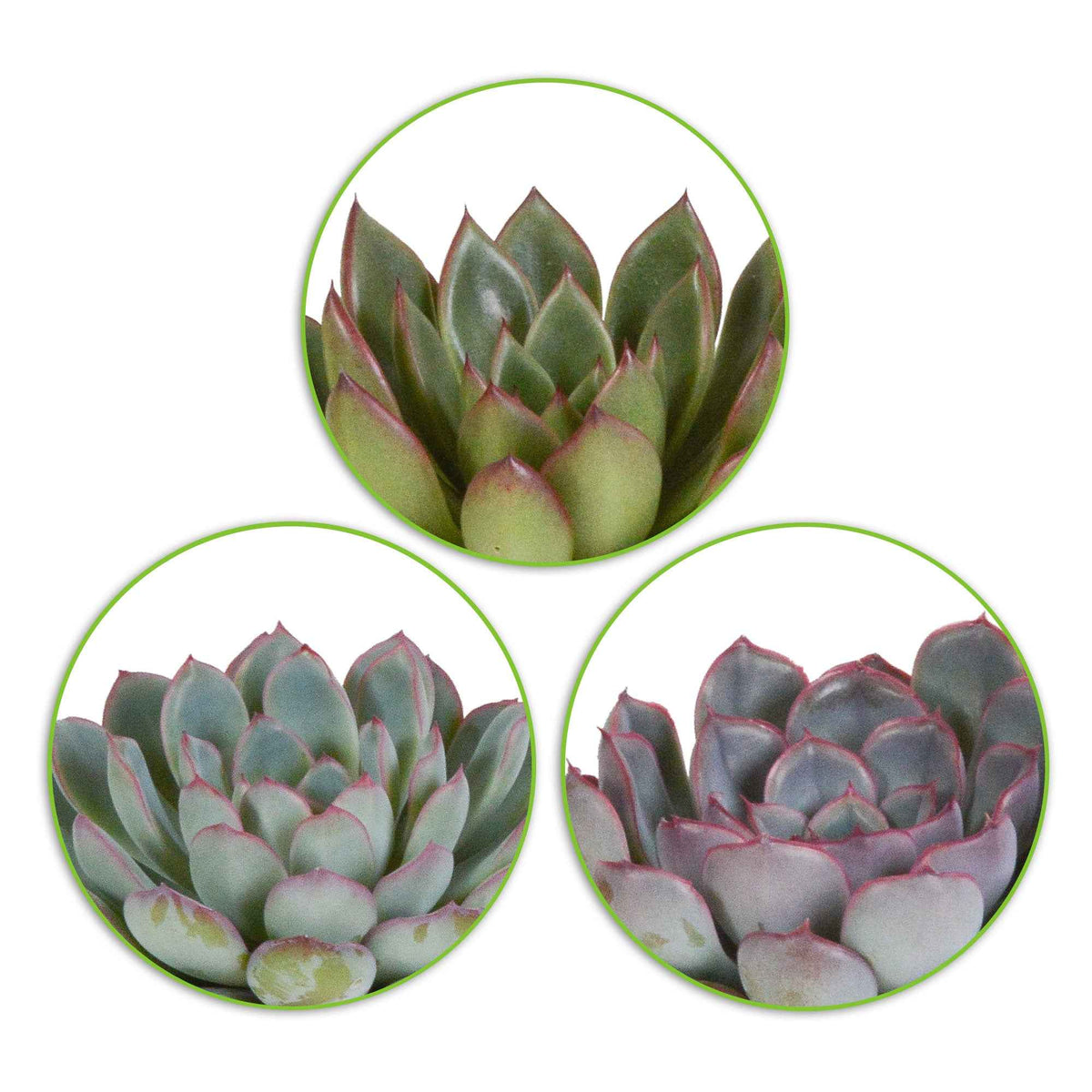 Sukkulente Echeveria Mischung (x3) - echeveria 'apus' ,'mira' & 'hercules' - Willemse