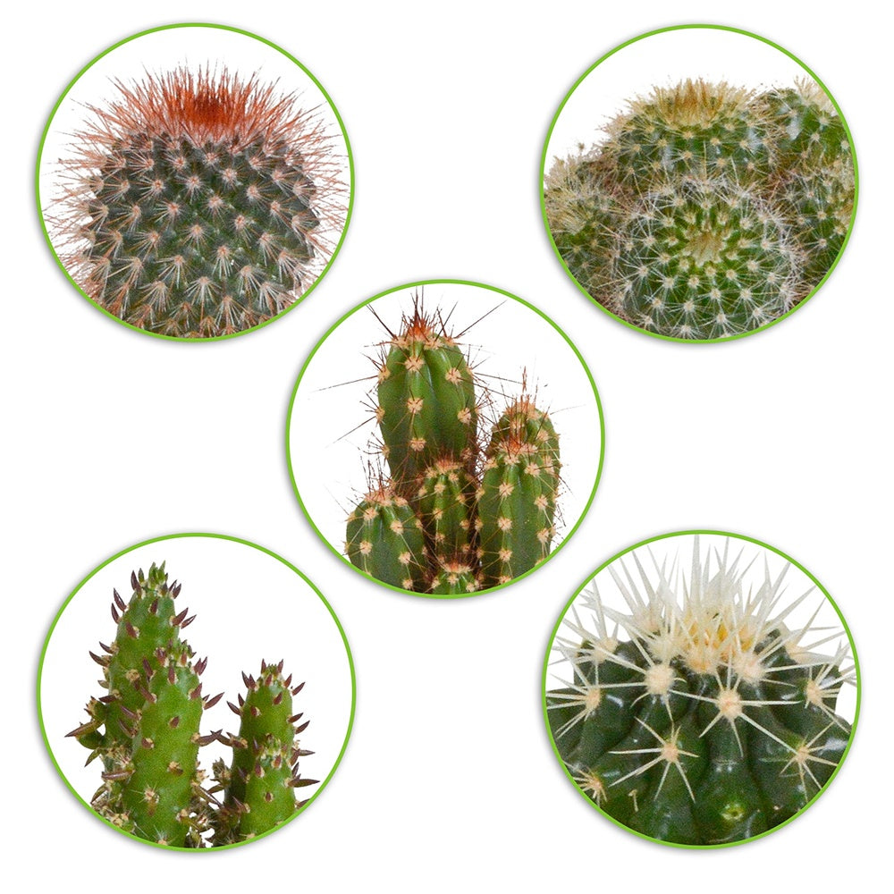Kaktus Mischung (x5) - mamilaria, echinicactus, eriocactus, opuntia & eriocactus