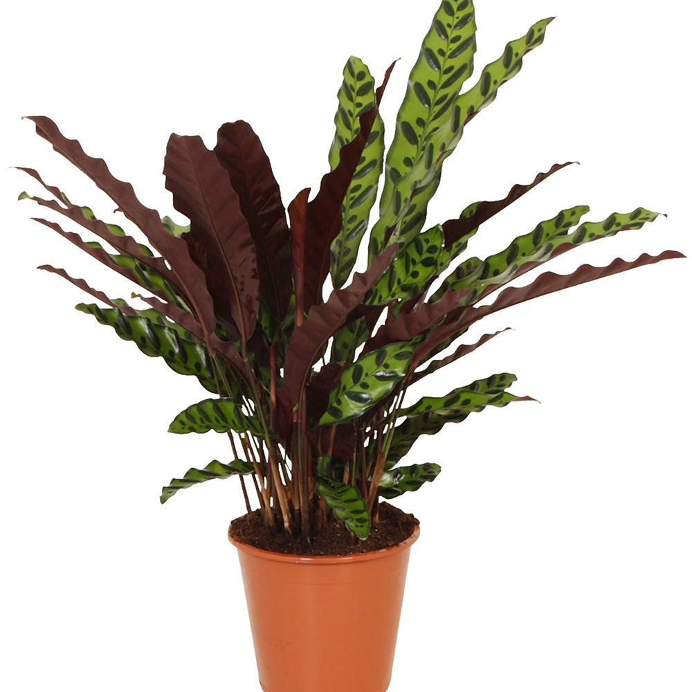 Korbmarante 'Insigne' - Calathea insignis