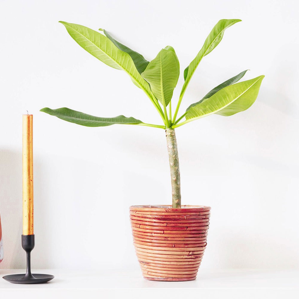 Frangipani Tempelblume Plumeria 'Bordeaux' Rot-Lila - Plumeria Rubra Bordeau