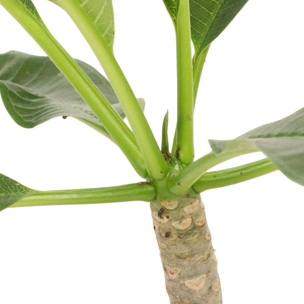 Frangipani Tempelblume Plumeria 'Yellow Pink' Gelb-Rosa - Plumeria rubra yellow pink