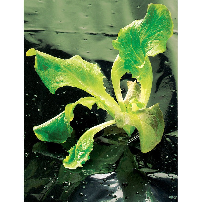 Schwarzer Film - Pflanzenfolie und Bodentuch