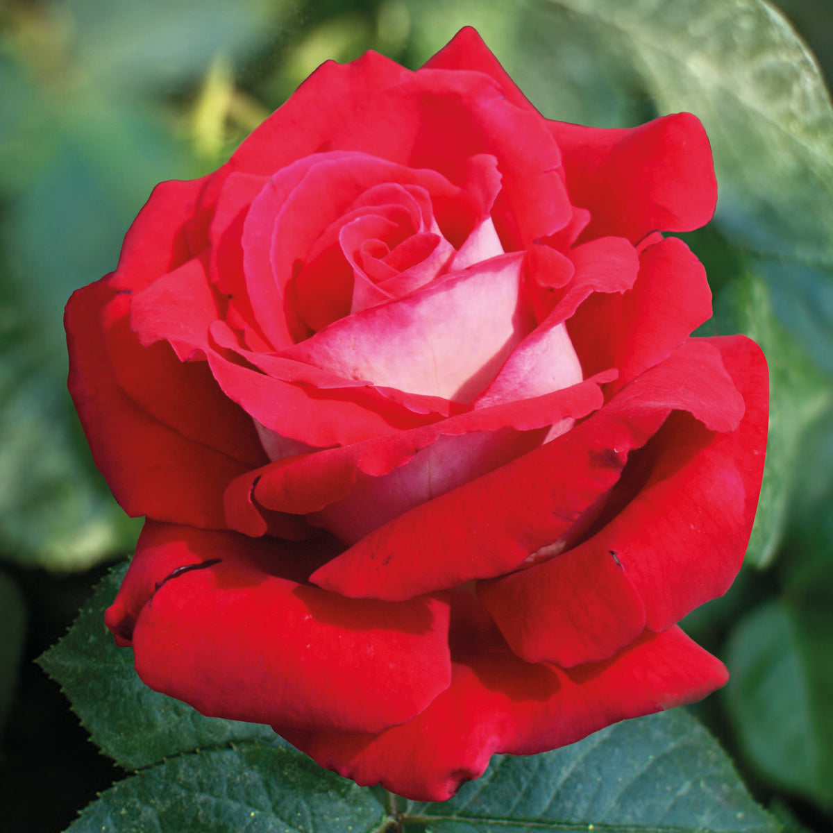 Rosa Osiria - Strauchrose Osiria - Rosen - Nackte Wurzeln