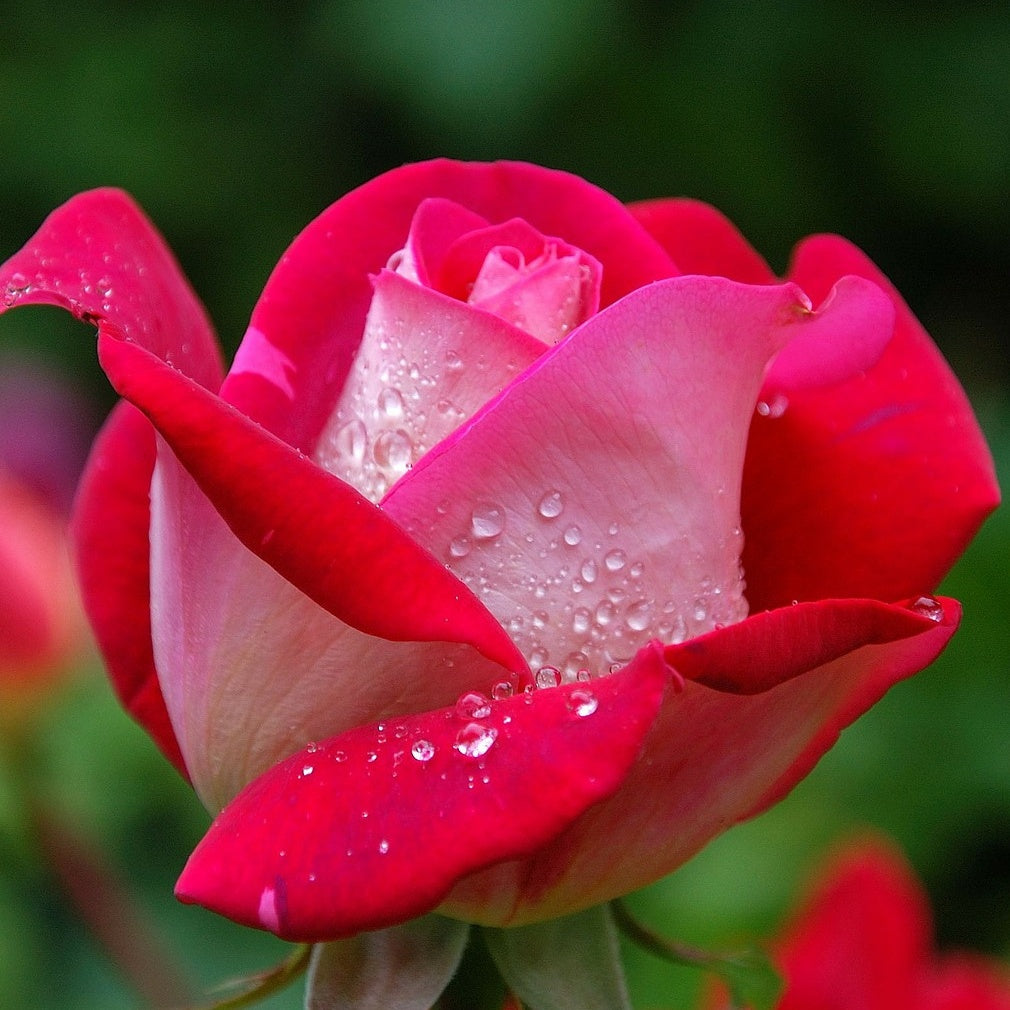 Strauchrose Osiria - Willemse