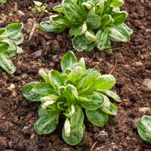 Feldsalat Coquille de Louviers - Willemse