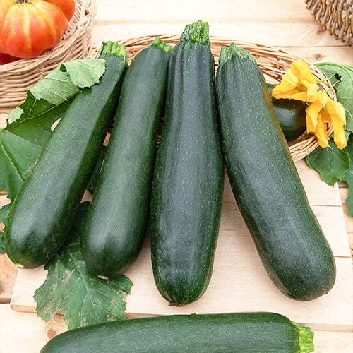 Samen für Zucchini - Zucchini Black Beauty - Cucurbita pepo black beauty