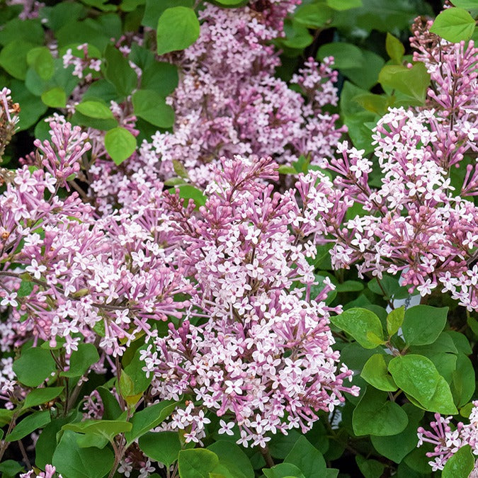 Flieder ‘Prince Charming’ - Syringa microphylla Prince Charming - Willemse