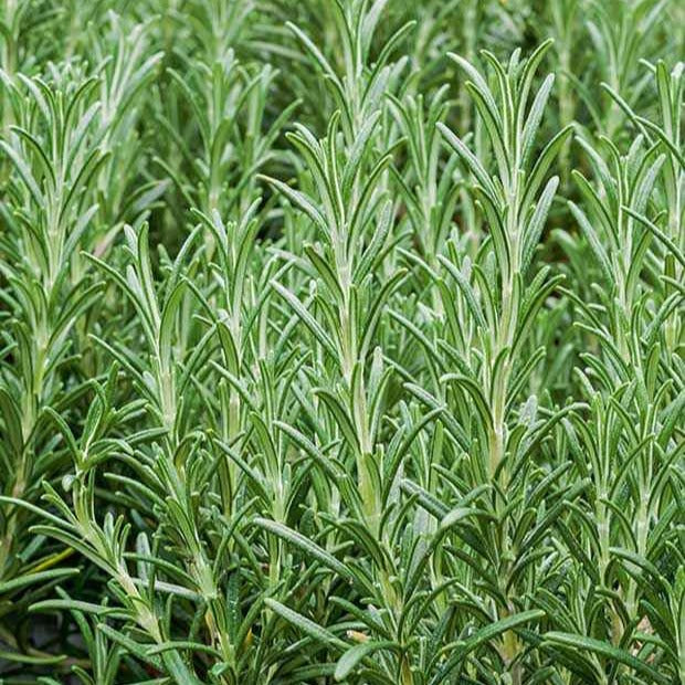 Rosmarin Pflanze - Willemse