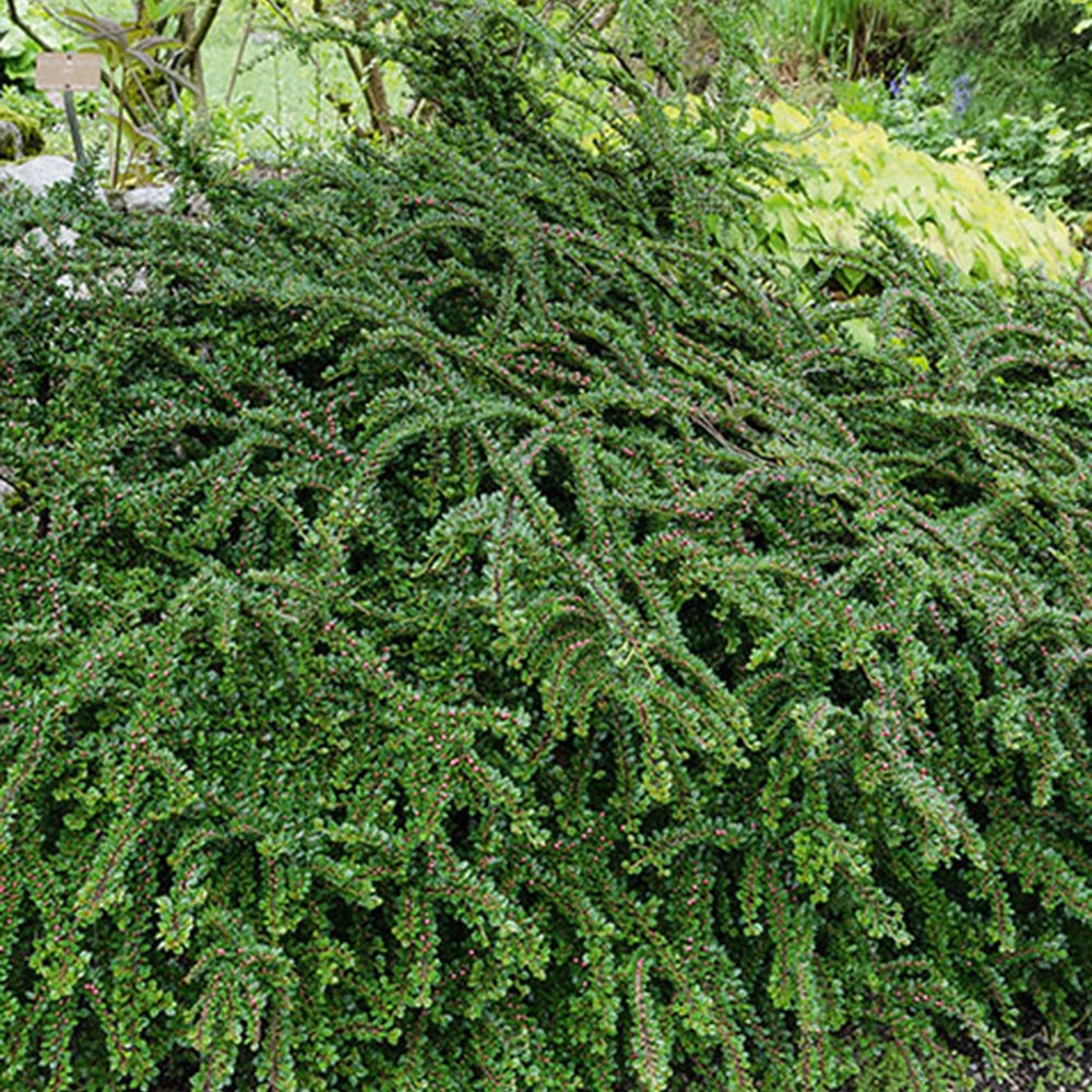 Fächer-Zwergmispel - Cotoneaster horizontalis - Willemse