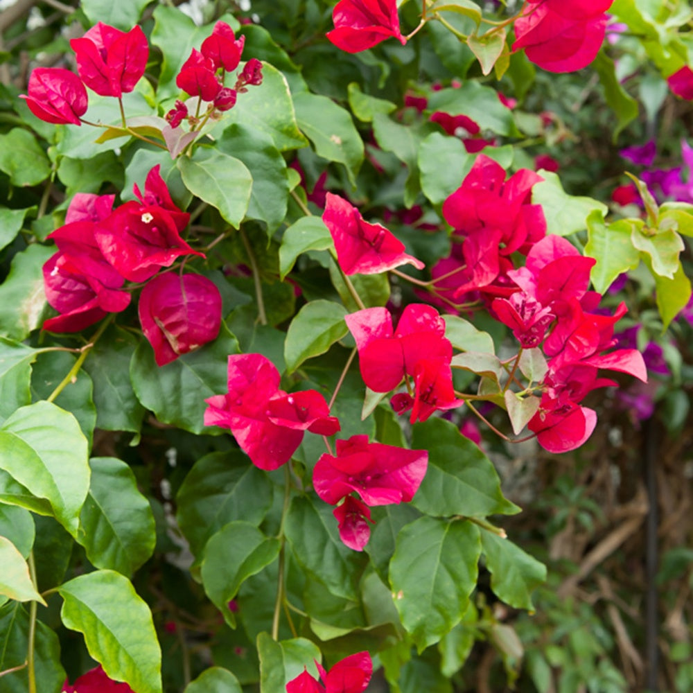 Bougainvillea - Drillingsblume rot - Bougainvillea red
